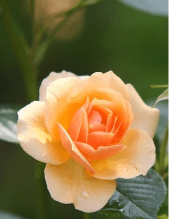 Mary Anne Registar Obituary